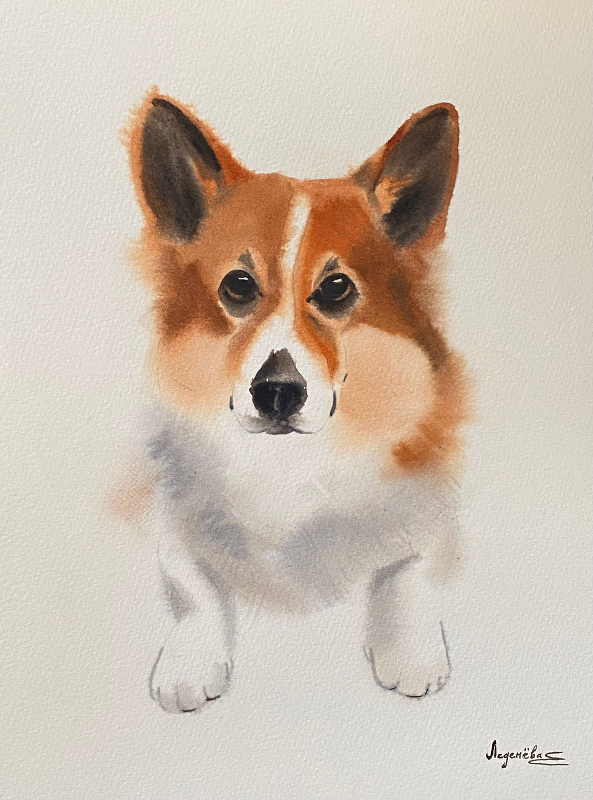 Рыженький корги