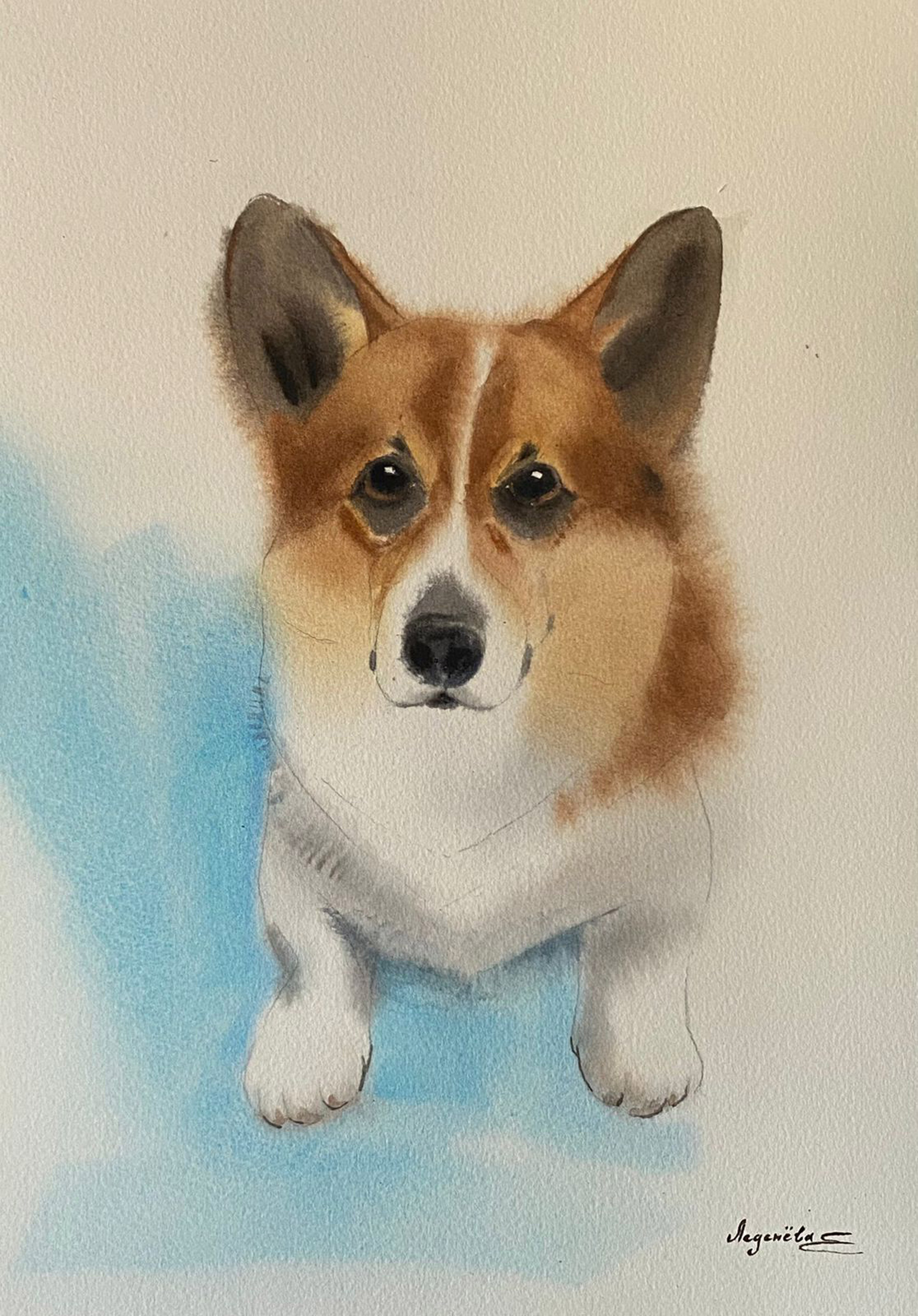 Мой друг корги