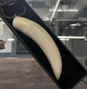 Подвес, зуб касатки